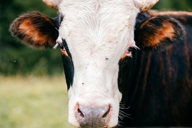 Zbliżenie portret krowa kaganiec przy naturą