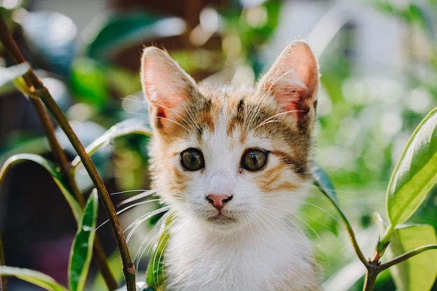 Zbliżenie portret ładny Piękny kotek jako zwierzę domowe