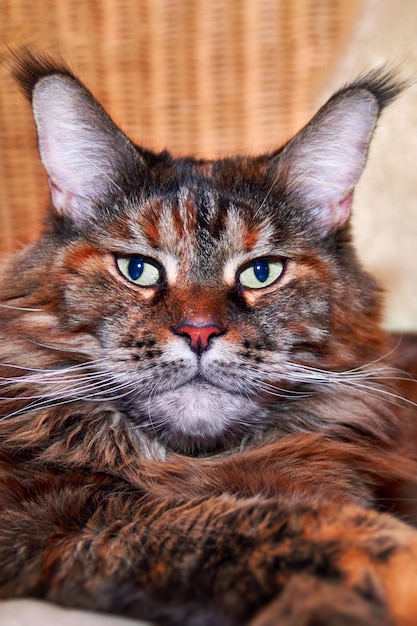 Zbliżenie portret maine coon kota widok z przodu