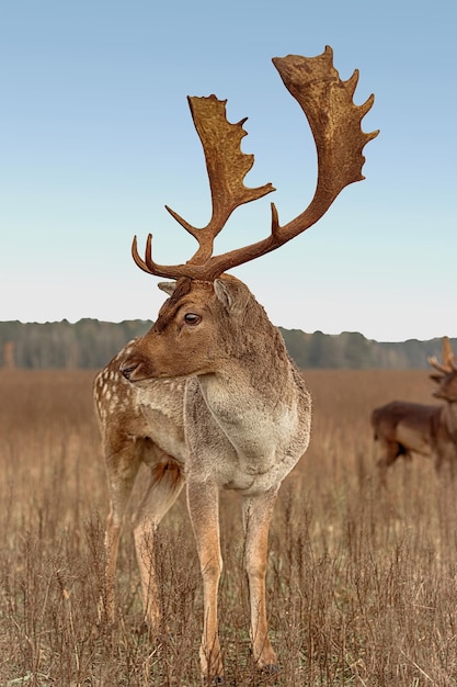 Zbliżenie portret majestatycznego jelenia z dużymi porożami jesienią po południu na polanie leśnej