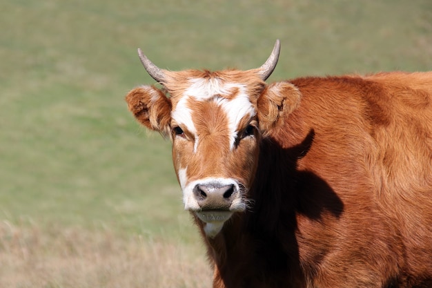 Zdjęcie zbliżenie portret młodego brązowego byka na zielonej łące