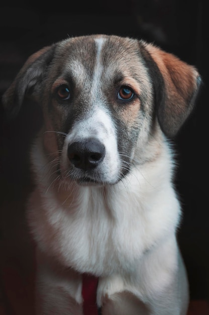 Zbliżenie portret psa. Ciekawy patrząc w górę na białym tle na czarnym tle