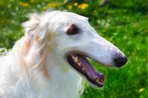 Zbliżenie portret psa rasy borzoj uśmiechający się
