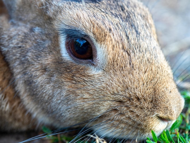 Zbliżenie portret ślicznego małego królika Selektywne skupienie zwierzaka