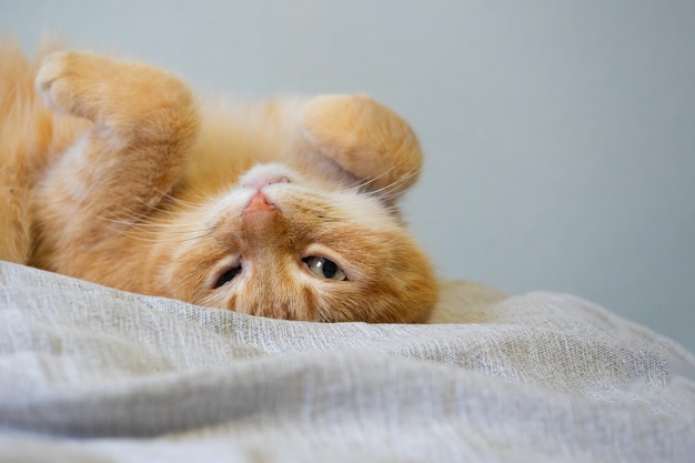 Zbliżenie portret ślicznego rudowłosego kota domowego leżącego na plecach na szarym kocu Zabawna podniesiona łapa Piękny i zabawny zwierzak
