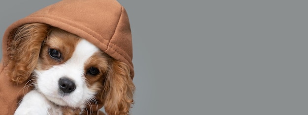 Zbliżenie Portret ślicznego Szczeniaka W Brązowej Bluzie Z Kapturem Banner Jesienne I Zimowe Ubrania Dla Zwierząt Cavalier King Charles Spaniel Blenheim