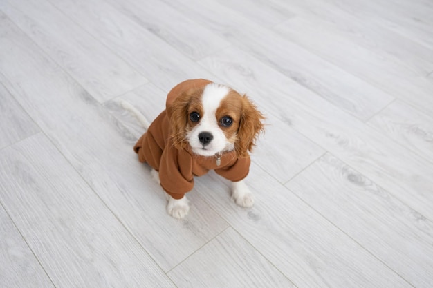 Zbliżenie portret ślicznego szczeniaka w brązowej bluzie z kapturem Jesienne i zimowe ubrania dla zwierząt Cavalier King Charles Spaniel Blenheim