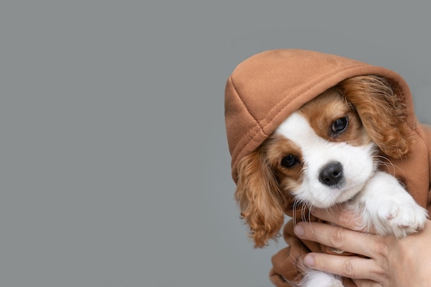 Zbliżenie portret ślicznego szczeniaka w brązowej bluzie z kapturem Jesienne i zimowe ubrania dla zwierząt Cavalier King Charles Spaniel Blenheim