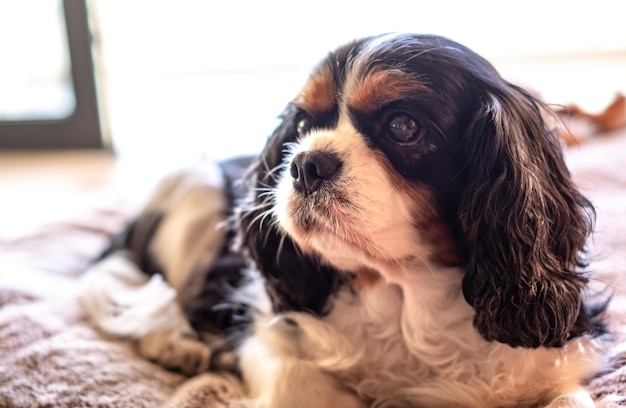 Zbliżenie portret ślicznej młodej samicy psa cavalier king charles spaniel drzemiącej na balkonie na zewnątrz