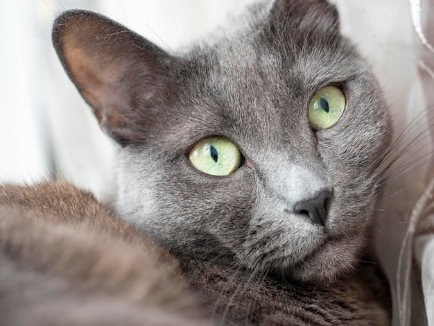 Zbliżenie portret szarego niebieskiego kota patrzącego w kamerę