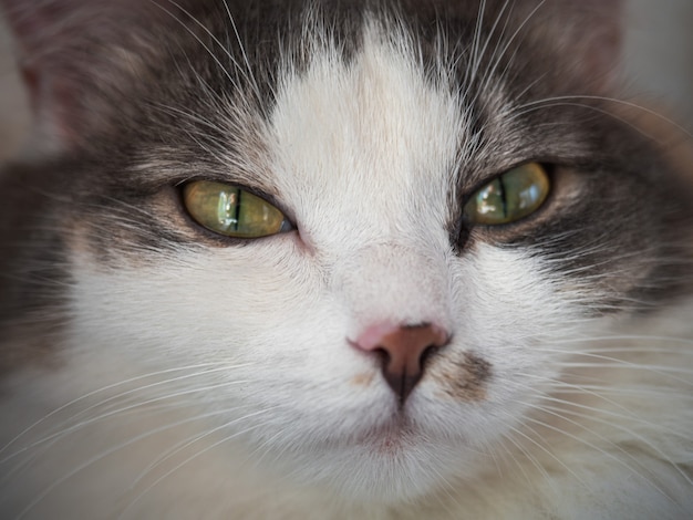 Zbliżenie portret trójkolorowego puszystego kota z żółtymi oczami