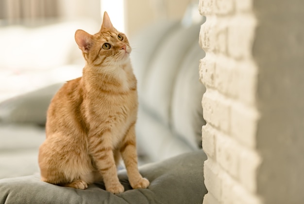 Zbliżenie portret uroczy młody domowy pręgowany kot imbir siedzi w domu na kanapie i patrzy figlarnie. Pojęcie miłości do zwierząt domowych i komfortu