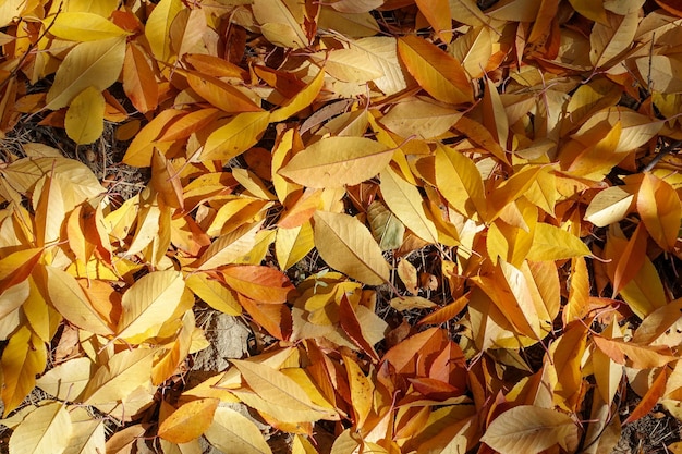 Zbliżenie pożółkłych liści jesienią