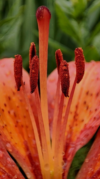 Zbliżenie pręcików pomarańczowej lilii w ogrodziepręciki zbliżenie pomarańczowej lilii