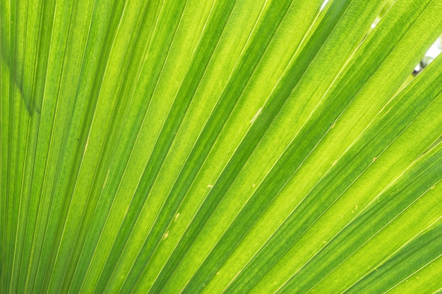 Zbliżenie przy zielonym liściem zielony drzewka palmowego tło