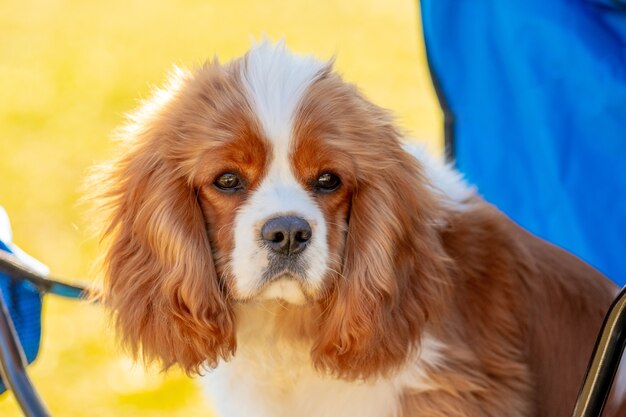 Zbliżenie Psa Cavalier King Charles Spaniel Patrzącego Uważnie W Kamerę