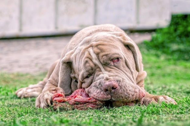 Zdjęcie zbliżenie psa jedzącego mięso na świeżym powietrzu