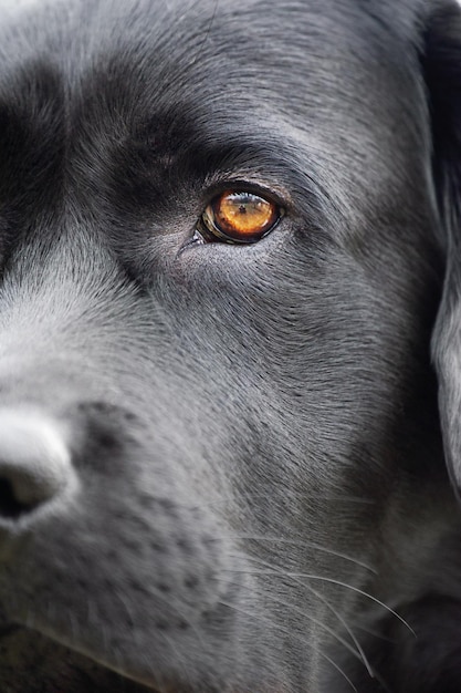 Zbliżenie psa Labrador retriever Makro zdjęcie czarnego psa Zwierzę domowe