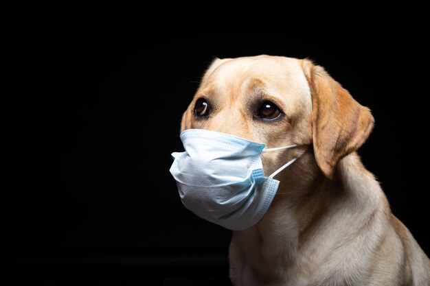 Zbliżenie psa Labrador Retriever w medycznej masce na twarz