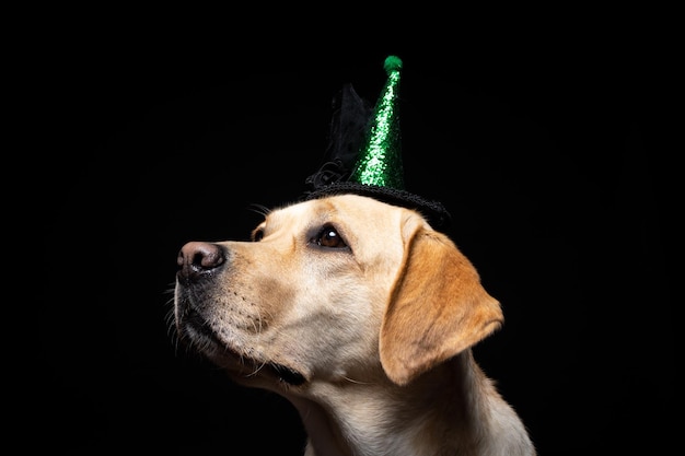 Zbliżenie psa Labrador Retriever w nakryciu głowy