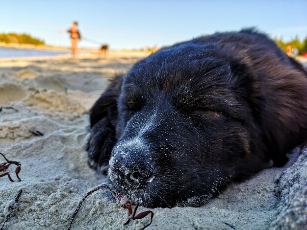 Zdjęcie zbliżenie psa na plaży