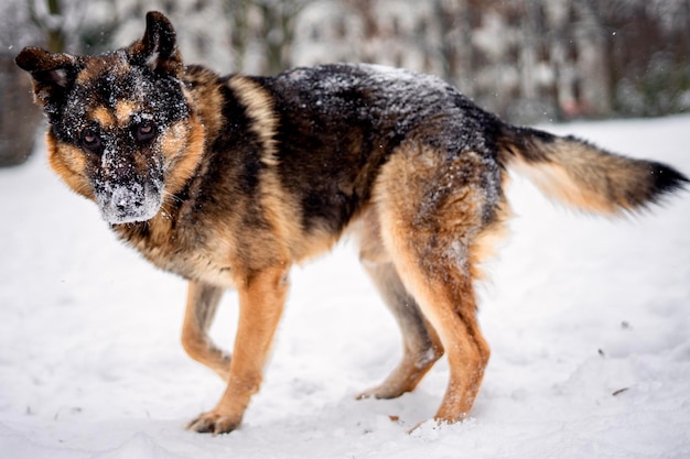 Zdjęcie zbliżenie psa na pokrytym śniegiem polu