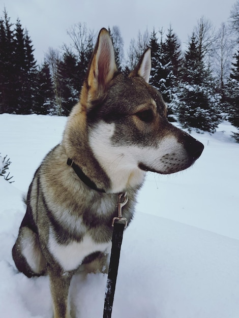 Zbliżenie psa na polu śnieżnym na tle nieba