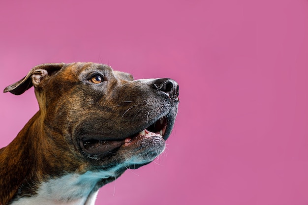 zbliżenie psa na różowym tle koncepcja usług reklamowych dla psów