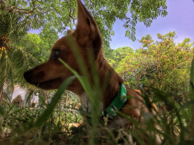 Zdjęcie zbliżenie psa oddalającego się od roślin