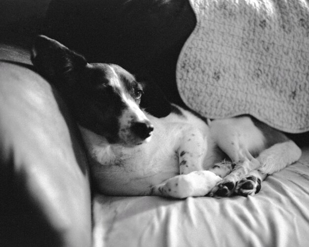 Zbliżenie psa odpoczywającego na łóżku
