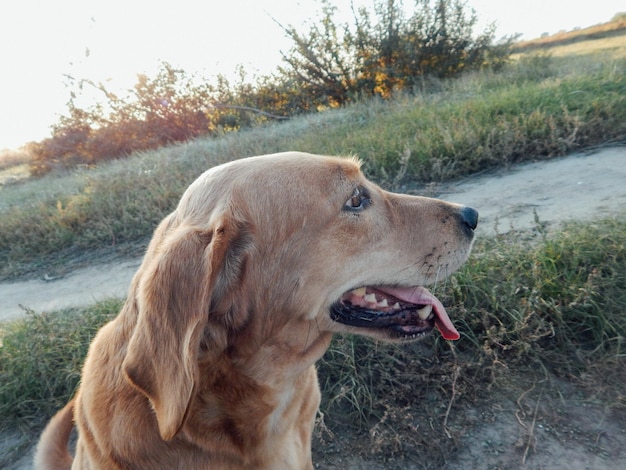 Zbliżenie psa patrzącego na pole