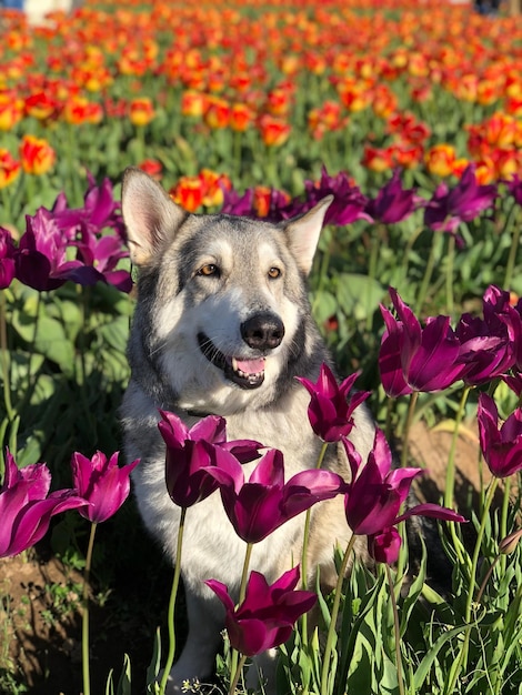 Zdjęcie zbliżenie psa przy roślinach kwitnących