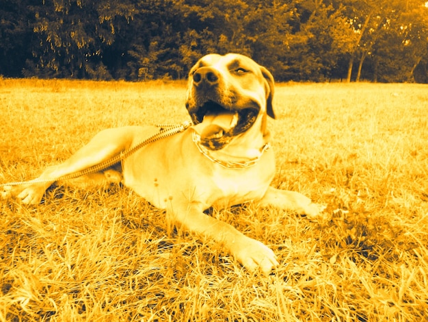 Zbliżenie psa siedzącego na trawiastym polu