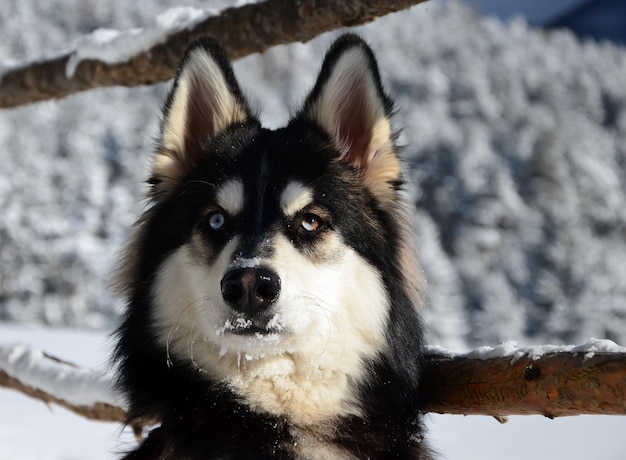 Zdjęcie zbliżenie psa w zimie