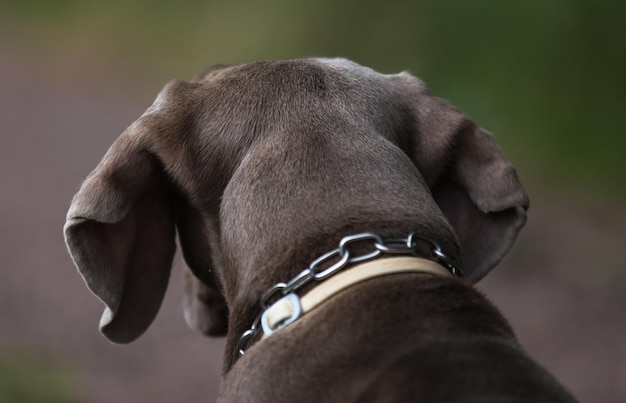 Zbliżenie psa weimaranera od tyłu