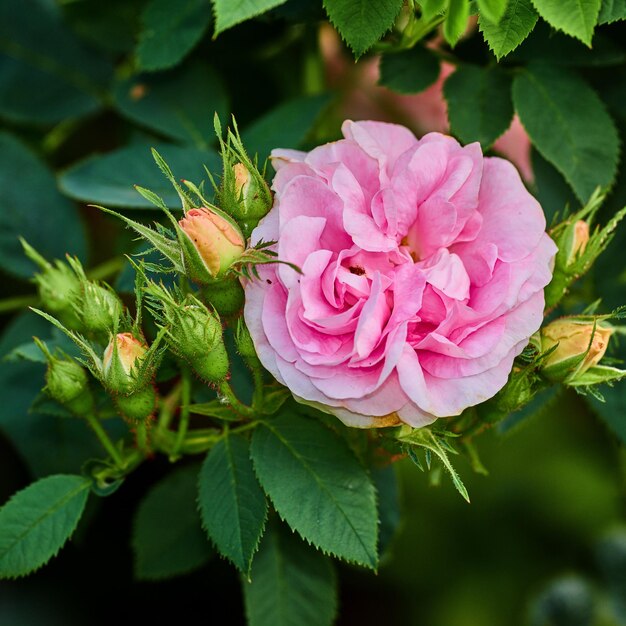 Zbliżenie psiej róży rosnącej w zielonym, bujnym ogrodzie w słoneczny dzień Makro szczegóły miękkich różowych kwiatów w zgodzie z naturą Pąki kwitnące na spokojnych gałęziach na cichym podwórku zen