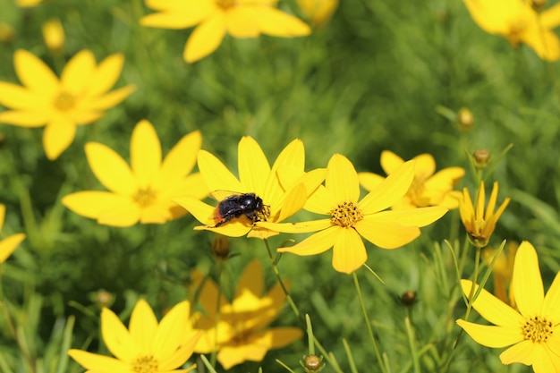 zbliżenie pszczół na kwiat afrykańskiej stokrotki osteospermum w ogrodzie