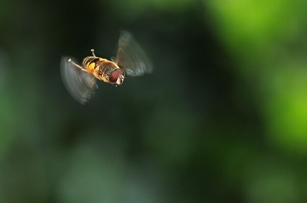 Zbliżenie pszczoły latającej w powietrzu