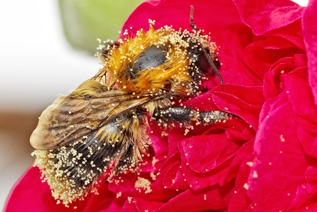 Zdjęcie zbliżenie pszczoły miodowej na czerwonym kwiecie