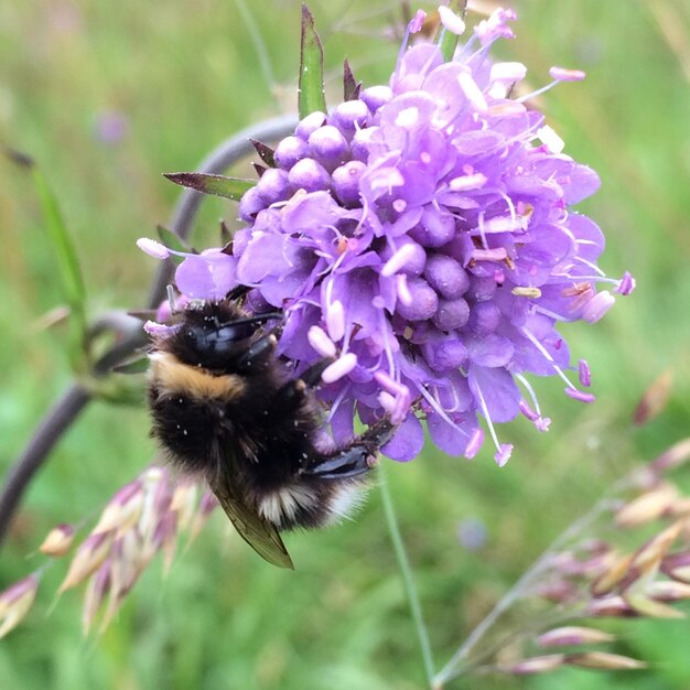 Zdjęcie zbliżenie pszczoły miodowej na fioletowym kwiecie
