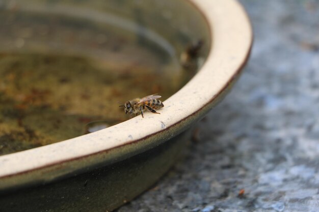 Zdjęcie zbliżenie pszczoły miodowej na pojemniku