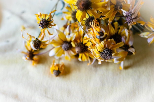 Zbliżenie pszczoły miodowej na żółtej roślinie kwitnącej