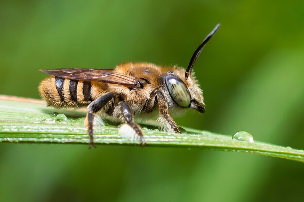 Zdjęcie zbliżenie pszczoły miodowej