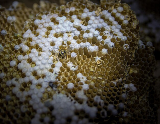 Zbliżenie pszczoły na białym kwiecie