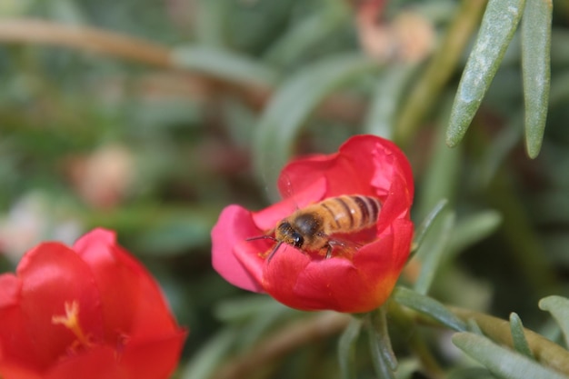 Zdjęcie zbliżenie pszczoły na czerwonym kwiecie
