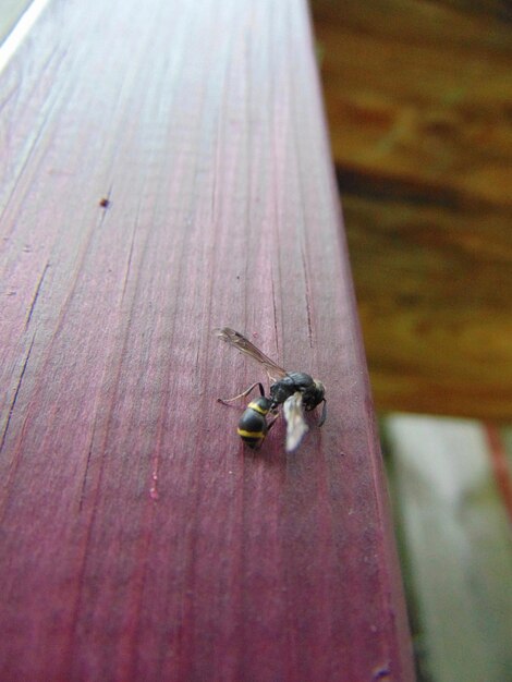 Zbliżenie pszczoły na drewnie