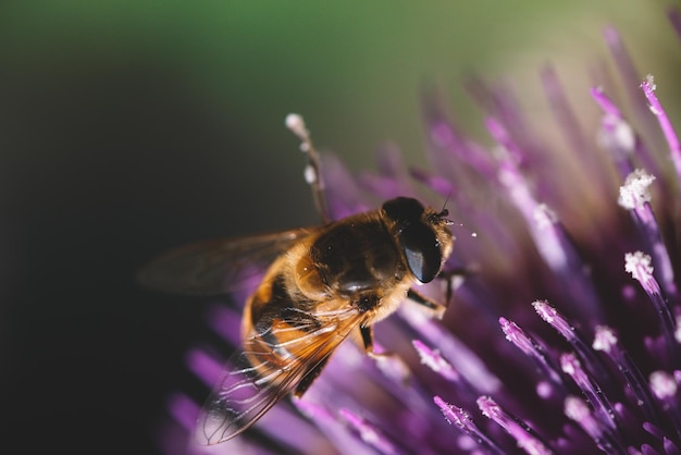 Zbliżenie pszczoły na fioletowy kwiat, pszczoła siedząca na kwiatku