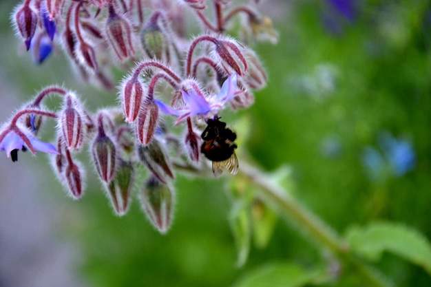 Zdjęcie zbliżenie pszczoły na fioletowym kwiatku