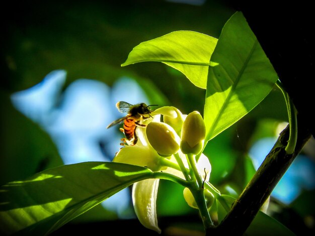 Zdjęcie zbliżenie pszczoły na kwiecie