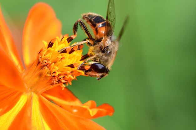 Zbliżenie pszczoły na kwiecie